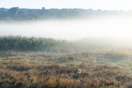 Morning fog in the meadow. Early morning in the village.の写真素材