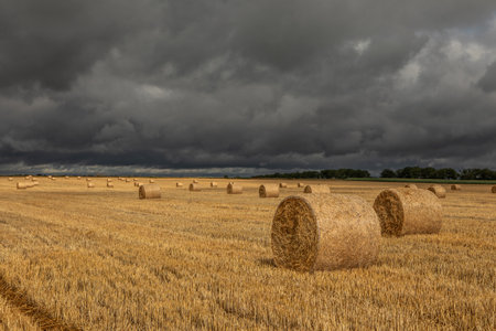 Straw bales in a wheat field under a stormy skyの写真素材