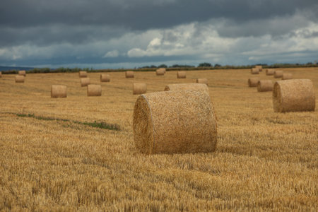 Hay bales on a wheat field after harvest under a cloudy skyの写真素材