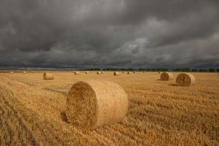 Straw bales on the field after harvest with stormy skyの写真素材