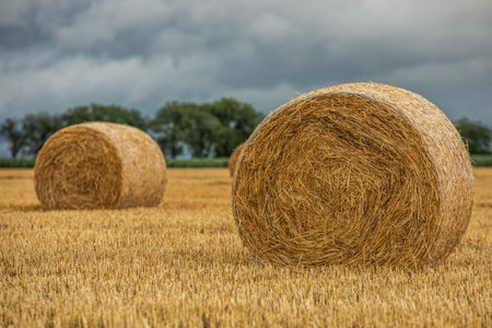 Straw bales in a wheat field with storm clouds in the backgroundの写真素材
