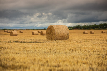 Harvested field with straw bales on a cloudy day.の写真素材