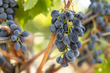 Bunches of red wine grapes ripening on vineyards in autumn
