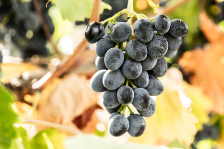 Ripe black grapes on vineyard, closeup of photo.