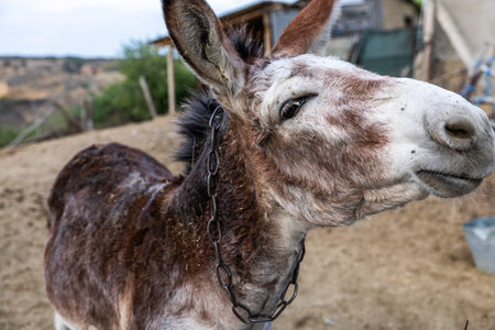 Close up of a donkey on a farm in Cappadocia, Turkey