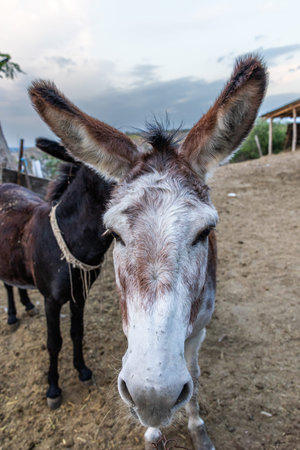 Donkey in the farm, close-up, selective focus.