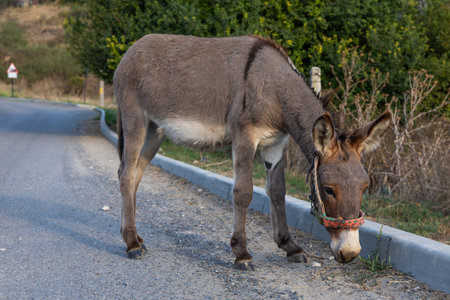 Donkey on the road in the village of Kefalonia, Greeceの写真素材
