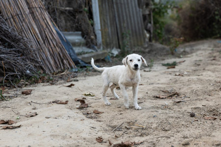 White dog in the yard. Selective focus and small depth of field.