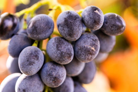 Close up of a bunch of black grapes on a vineyard.