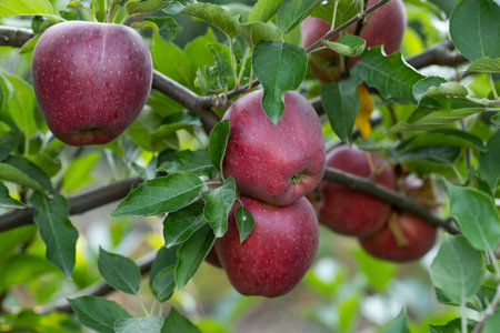 Ripe red apples on a branch of apple tree in orchard