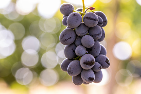 Bunch of grapes on the vine with bokeh background.