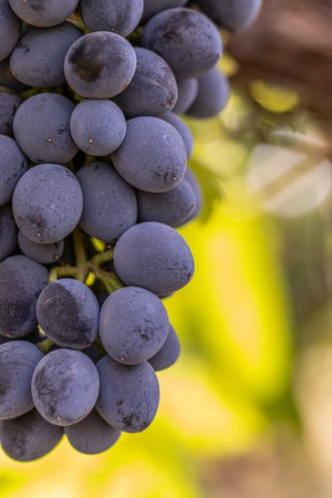 Ripe red wine grapes ready for harvest in a vineyard.