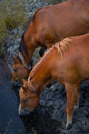 Horses drinking water from a puddle in the desert of Utahの写真素材