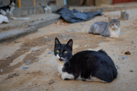 Homeless cats on the street in Istanbul, Turkey. Cute stray cats.