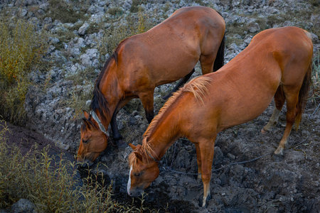 Horses drinking water from a river in the Altai mountains.の写真素材