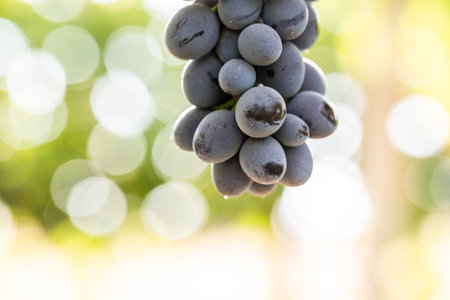 bunch of black grapes on a vine in a vineyard.