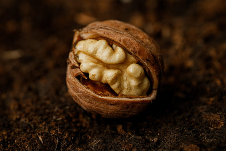 Walnut kernels in the ground, close-up, selective focus