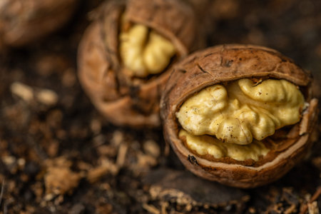 Walnuts in the shell on the ground, close-up.