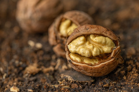 Walnuts on the ground, macro shot, shallow depth of fieldの写真素材