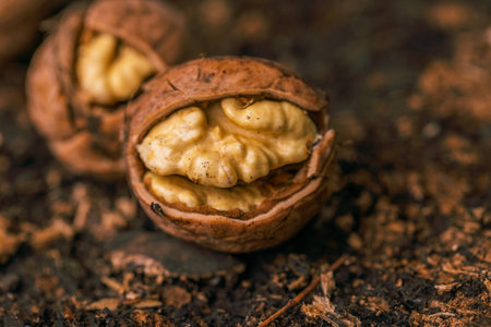 Close up of walnuts on the ground, shallow depth of fieldの写真素材
