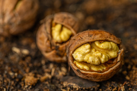 Walnuts in the shell and peeled on the ground. Macro.の写真素材