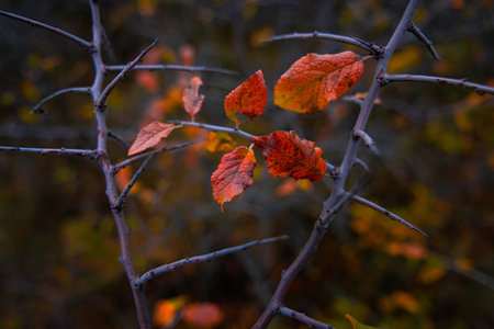 Autumn leaves on a branch in the forest, close-up