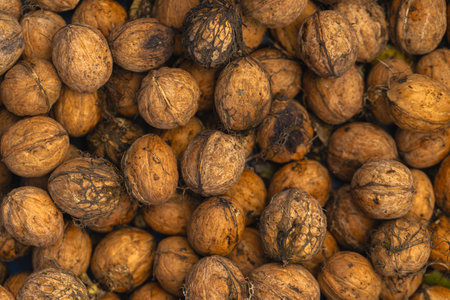 Walnuts background. Close up of walnuts. Whole walnuts.の写真素材