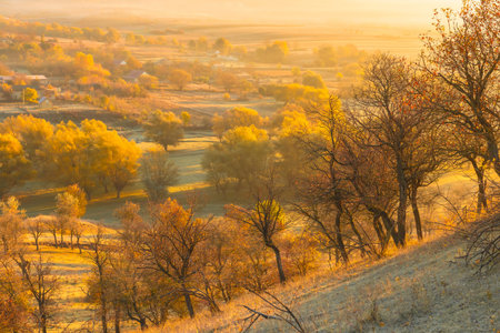Autumn landscape with yellow trees on the hillside at sunset.の写真素材