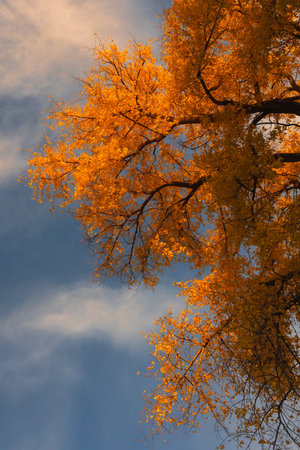 Autumnal tree with yellow leaves against the blue sky with cloudsの写真素材