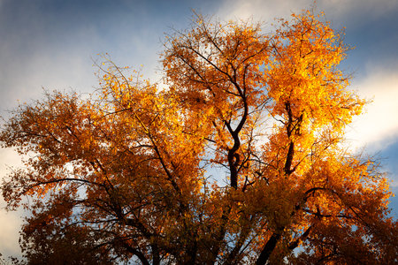 Autumn trees with yellow leaves on a background of blue sky.