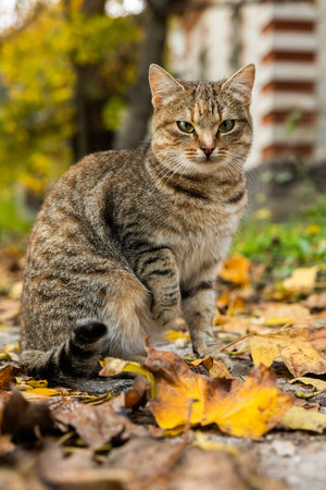 tabby cat sitting on the ground in the autumn park with leaves