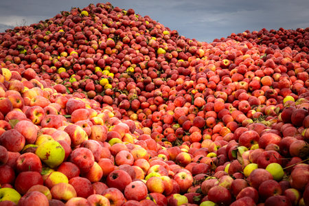 Pile of red and yellow apples in a field ready for harvestの写真素材