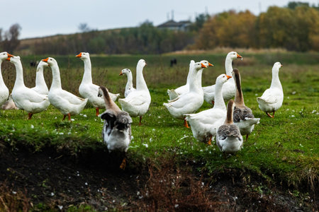 Group of white geese on a green meadow in the Netherlandsの写真素材