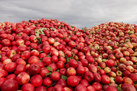 Pile of freshly harvested red apples in an orchard ready for harvestingの写真素材