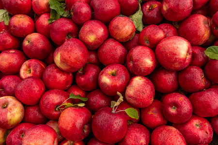 Red apples background. Top view of fresh red apples with leaves.の写真素材