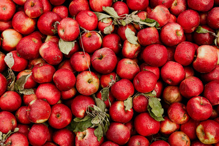 Red apples background. Close up of fresh red apples. Top view.