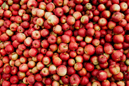 Red apples background. Top view of a lot of red apples.の写真素材