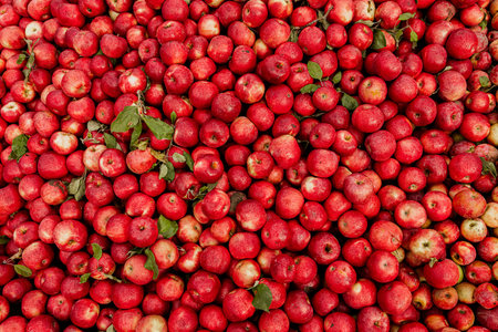 Background of fresh red apples in a box. Top view, flat layの写真素材