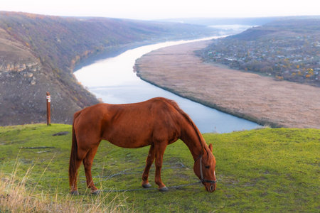 Horse grazing in a meadow on the banks of the riverの写真素材