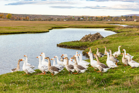 A flock of geese on a green meadow near the lakeの写真素材