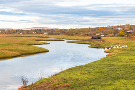 Autumn landscape with a small river and white seagullsの写真素材