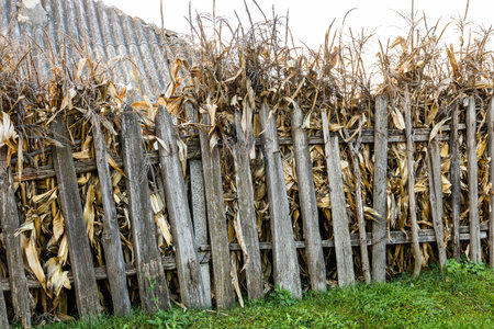 Dry corn on a wooden fence in the countryside of Northern Italyの写真素材