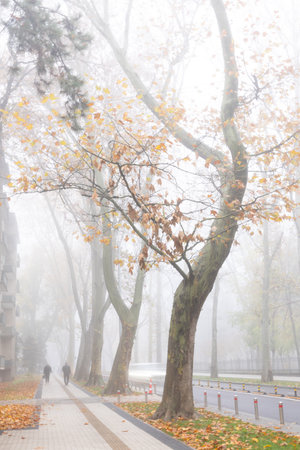 Dreamlike view in fog during sunrise peaceful autumn morning.の写真素材