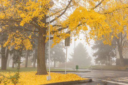 Storytelling image of a city on a calm autumn morning, wrapped in fog and warm sunrise light highlighting the charm of the capital.の写真素材