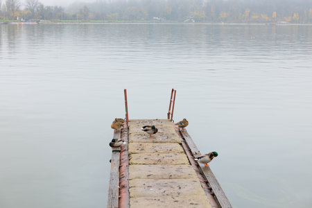 Storytelling image of a calm autumn morning, wrapped in fog and warm sunrise light highlighting the charm of the scene.の写真素材