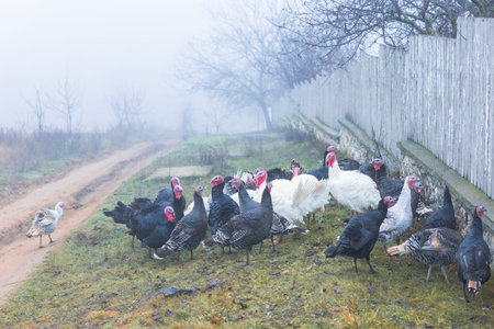 Turkey on the farm in a foggy day. Turkey farming.