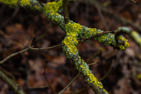 Moss and lichen on a branch in the autumn forest.