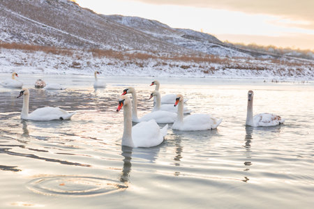 Peaceful winter landscape in Poland with snowy countryside, frozen river and cold morning light in Eastern Europeの写真素材