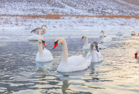 Peaceful winter landscape with snowy countryside, frozen river and cold morning light in Eastern Europeの写真素材