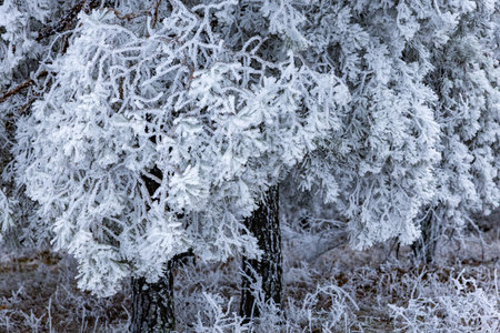Hoarfrost on the branches of a tree in the forest.